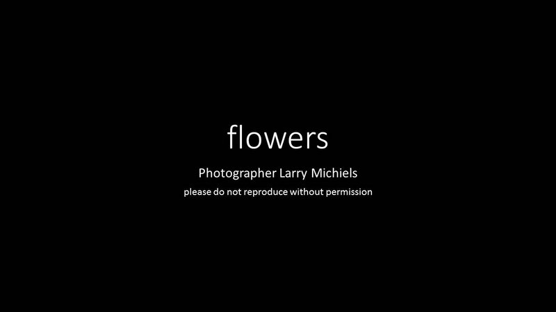 flowers01