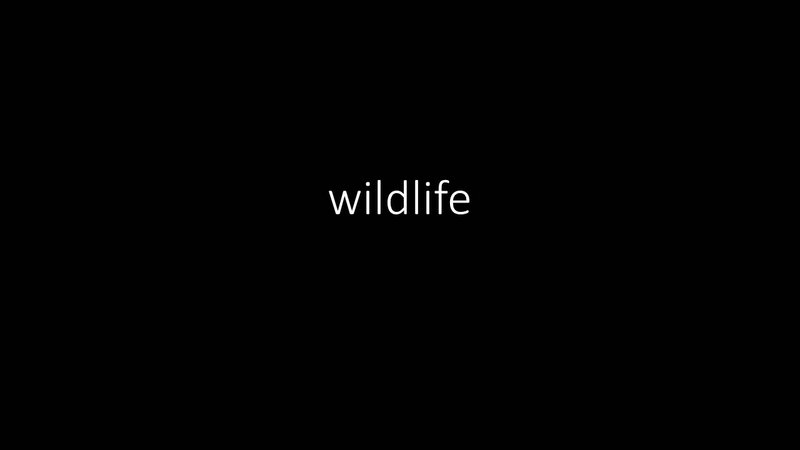 wildlife01